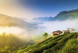 Gestes de préparation et dégustation du thé